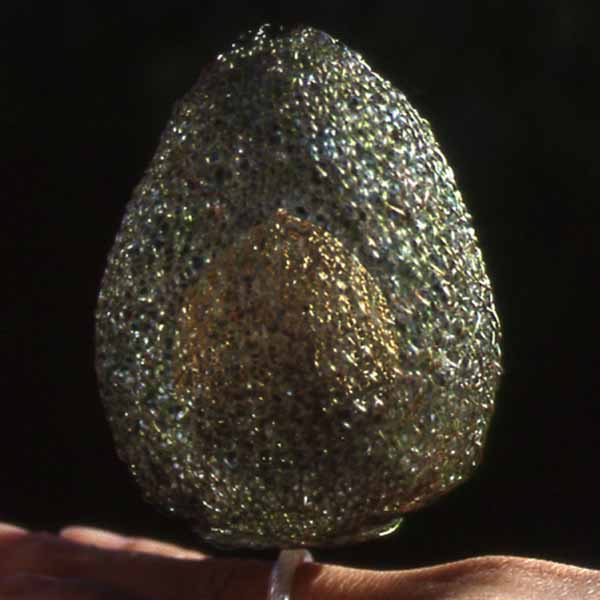 Avocado|Avocado 2001<br/>ring<br/>knitted woven pigmented nylon<br/>height: 10.5cm / 4.25 inches<br/><br/>3-D viewing of the structure of the fruit on computer. The knitted stone within rotates when the wearer moves.
